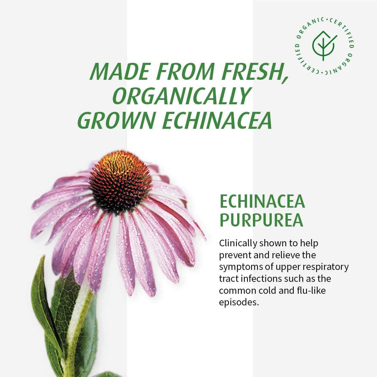 A.Vogel Echinaforce Tablets - Immune System Support